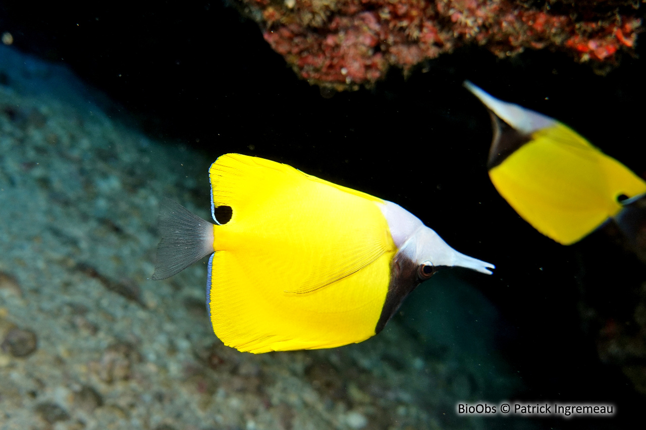 Poisson-pincette jaune - Forcipiger flavissimus - Patrick Ingremeau - BioObs