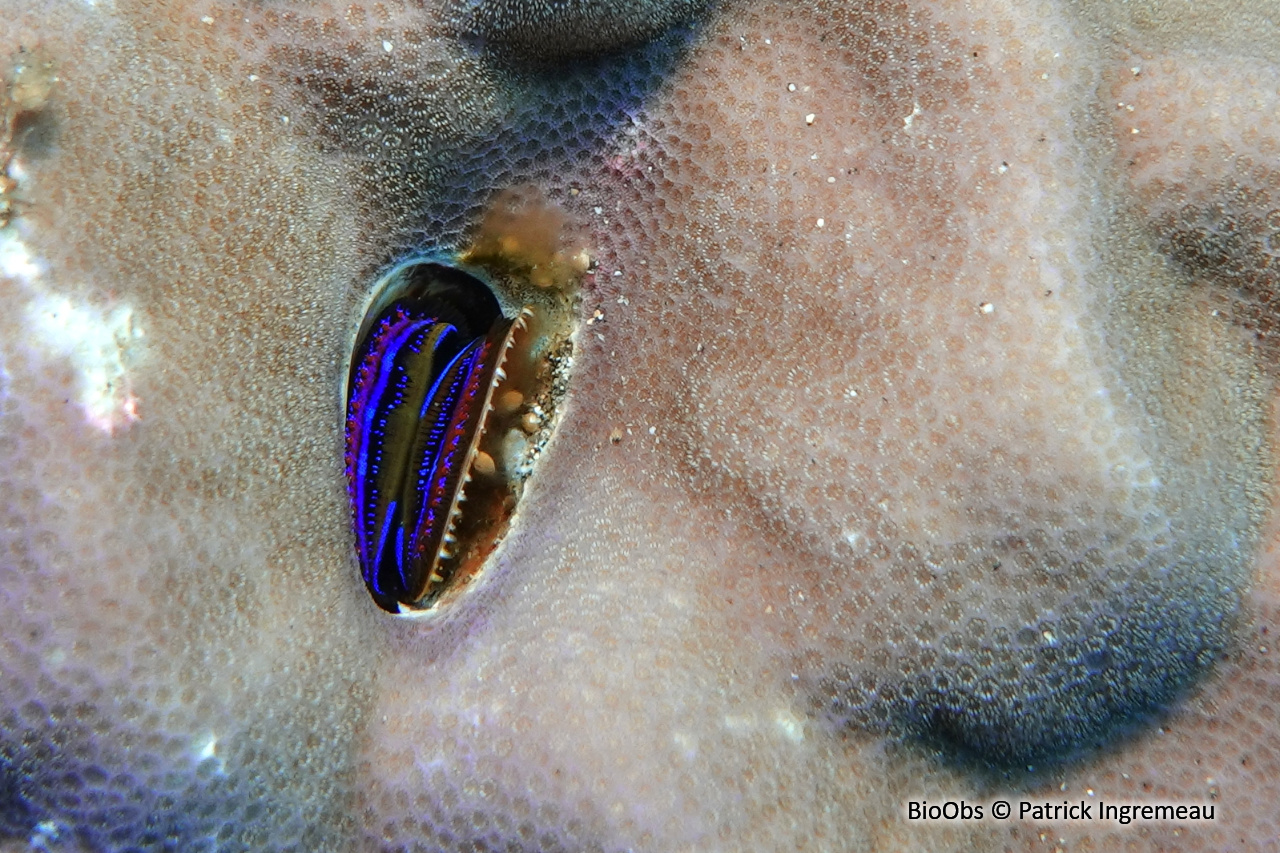 Huître corallicole - Pedum spondyloideum - Patrick Ingremeau - BioObs