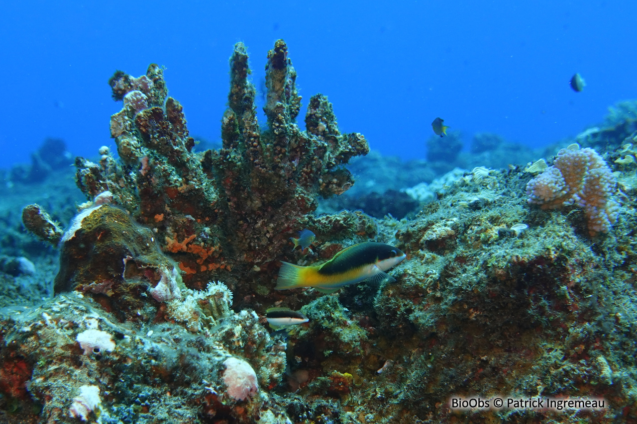 Girelle-paon bariolée - Thalassoma genivittatum - Patrick Ingremeau - BioObs