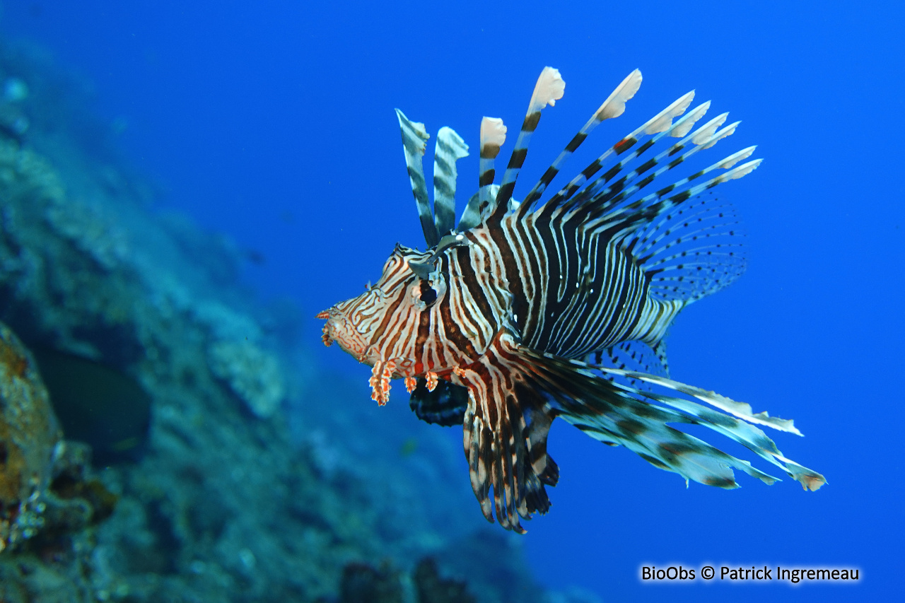 Rascasse volante de l'océan Indien - Pterois miles - Patrick Ingremeau - BioObs