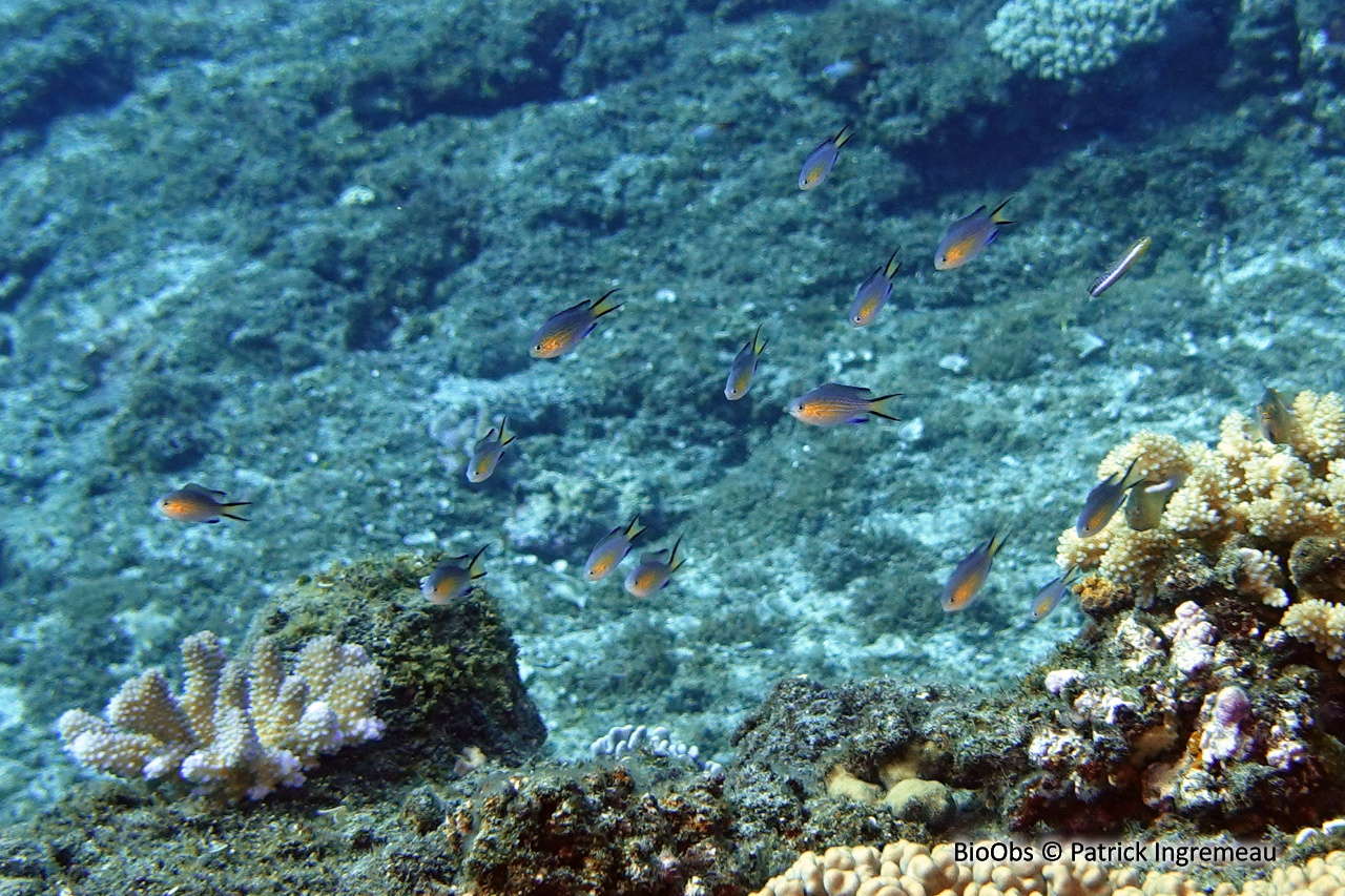 Chromis à queue noire - Pycnochromis nigrurus - Patrick Ingremeau - BioObs