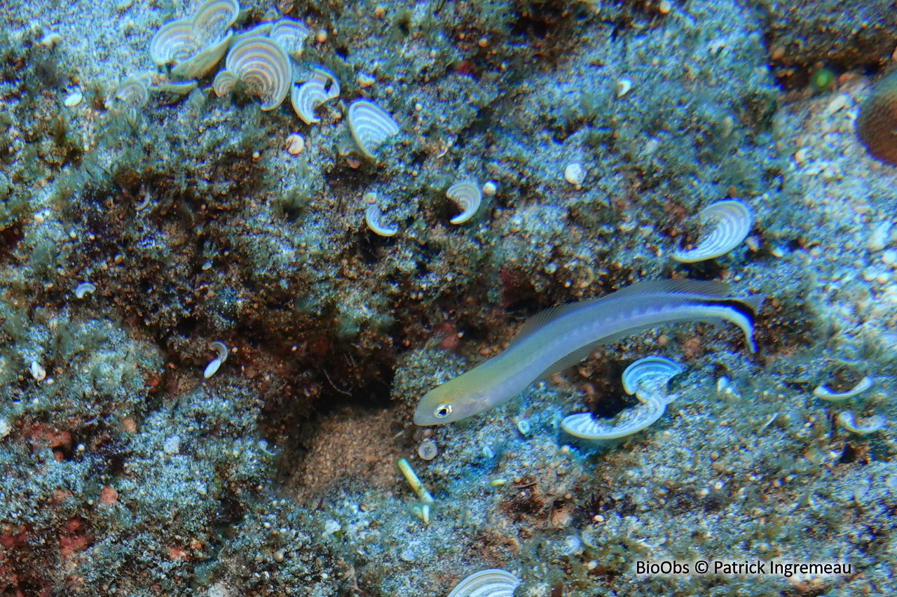 Poisson couvreur à rostre court - Malacanthus brevirostris - Patrick Ingremeau - BioObs