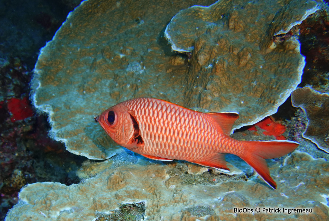 Poisson-soldat de Berndt - Myripristis berndti - Patrick Ingremeau - BioObs