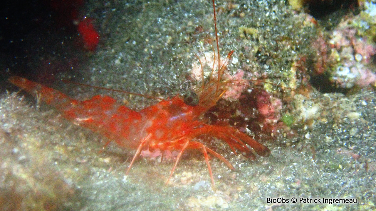 Crevette danseuse de l'Indo-Pacifique - Cinetorhynchus hendersoni - Patrick Ingremeau - BioObs