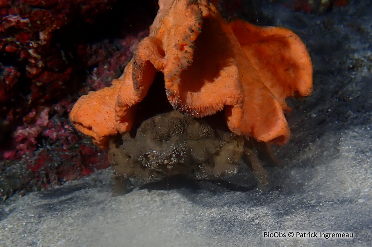 Dromie dormeuse - Tumidodromia dormia - Patrick Ingremeau - BioObs