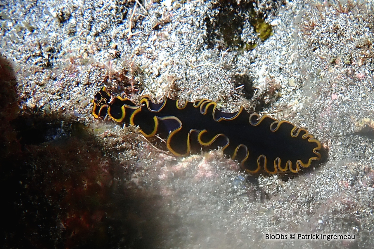 Planaire glorieuse - Pseudobiceros gloriosus - Patrick Ingremeau - BioObs