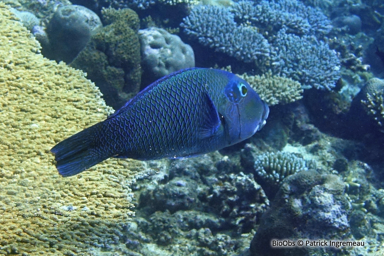 Tamarin bicolore - Hemigymnus melapterus - Patrick Ingremeau - BioObs