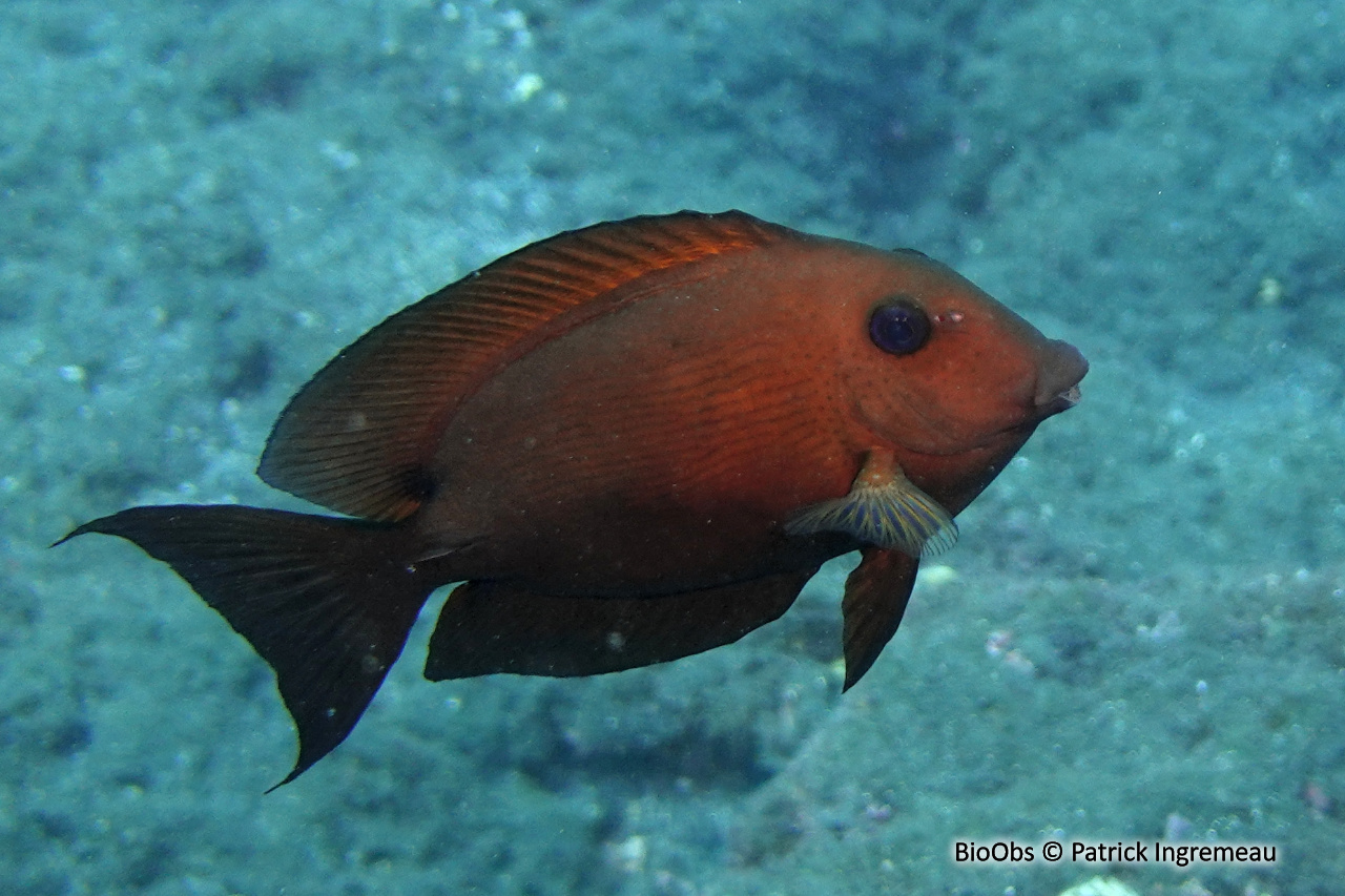 Poisson chirurgien à deux taches - Ctenochaetus binotatus - Patrick Ingremeau - BioObs