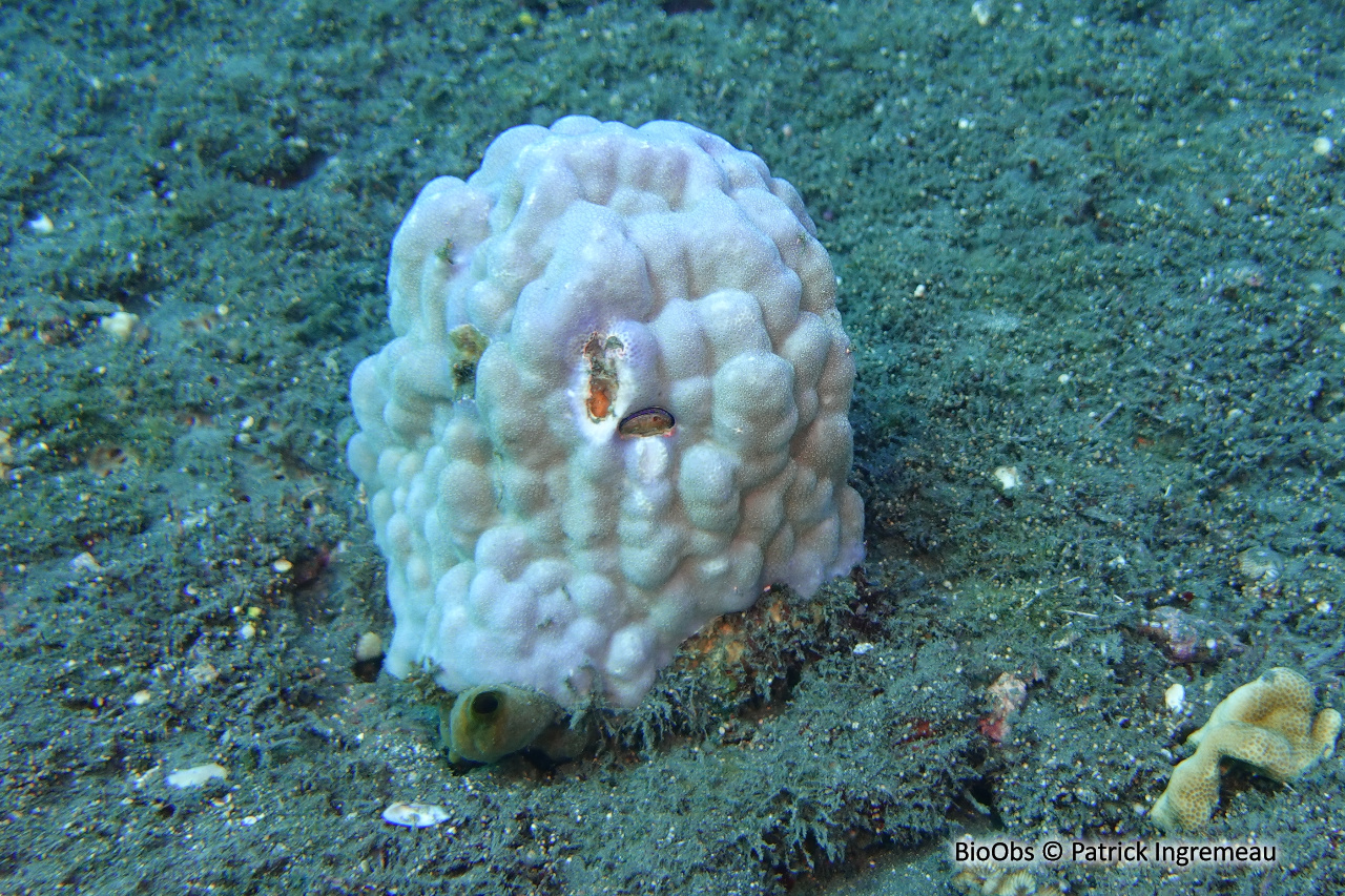 Porites (genre) - Porites sp - Patrick Ingremeau - BioObs