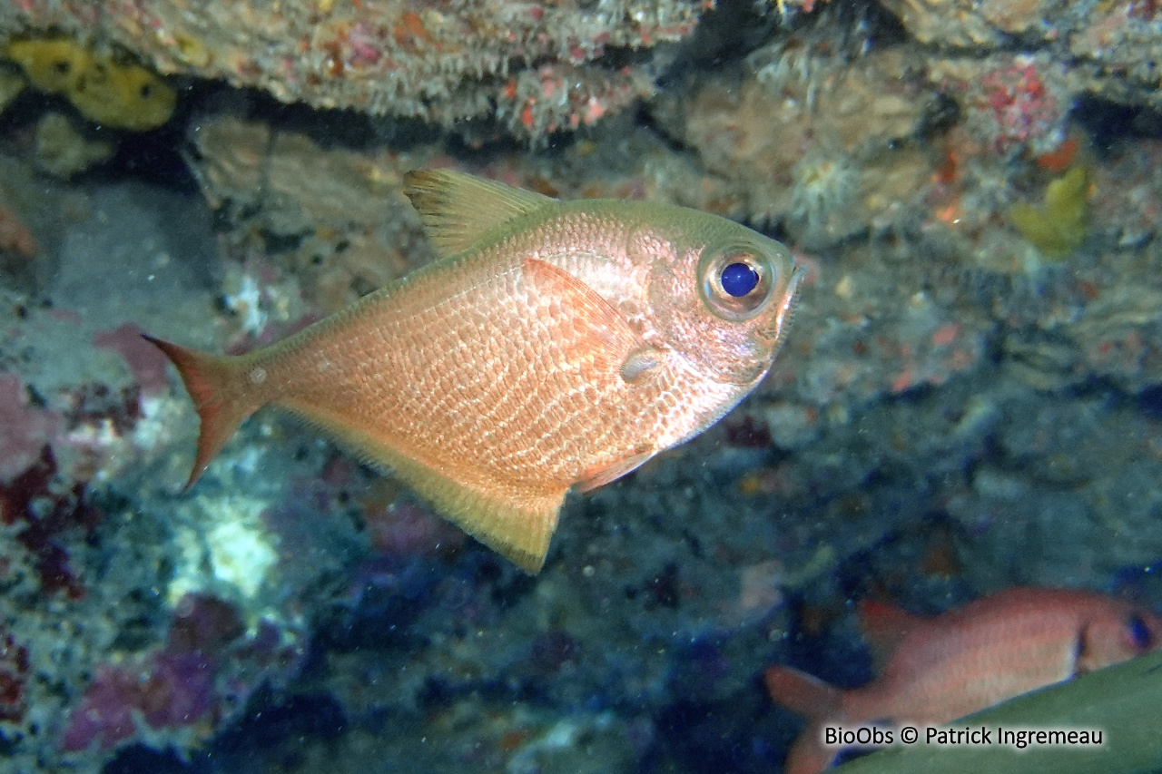 Poisson-hachette - Pempheris vanicolensis - Patrick Ingremeau - BioObs