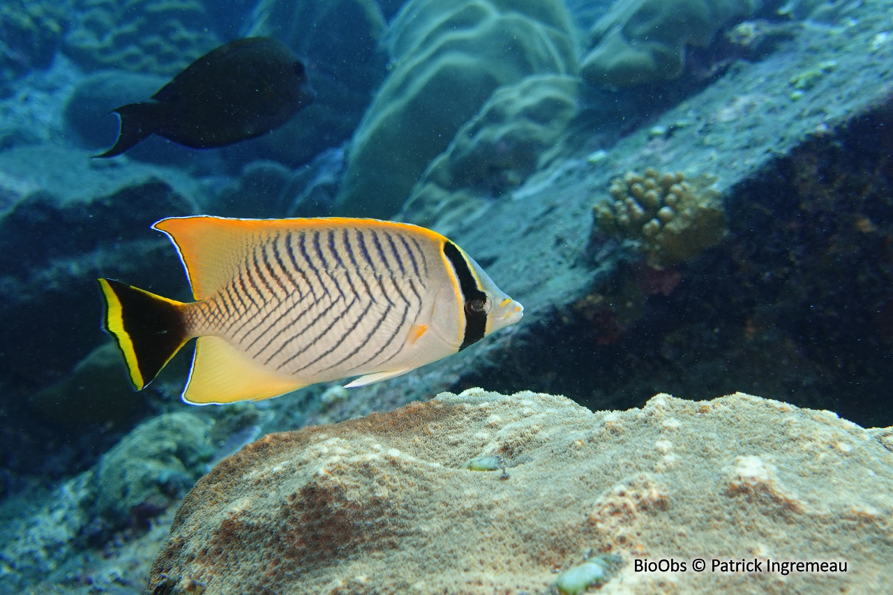 Poisson-papillon à chevrons - Chaetodon trifascialis - Patrick Ingremeau - BioObs