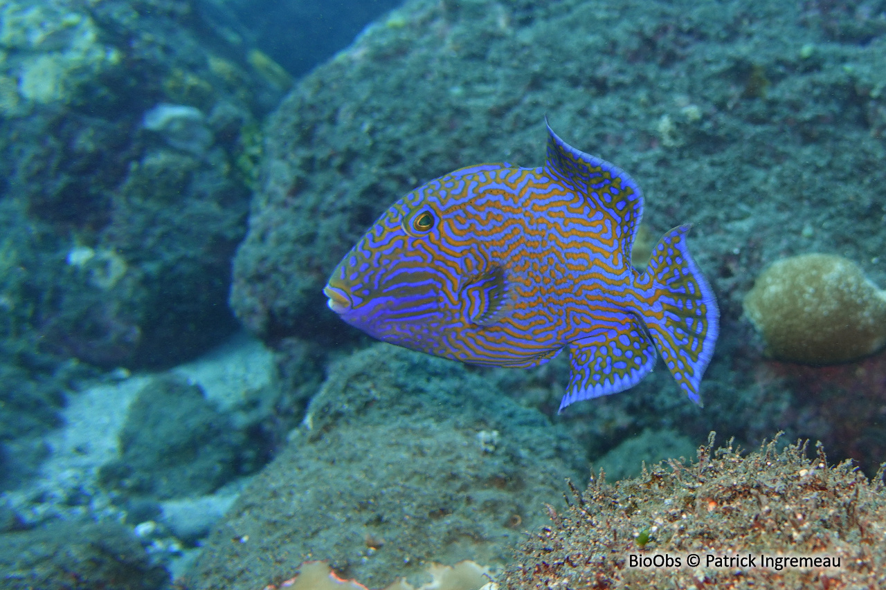 Baliste à rides bleues - Pseudobalistes fuscus - Patrick Ingremeau - BioObs