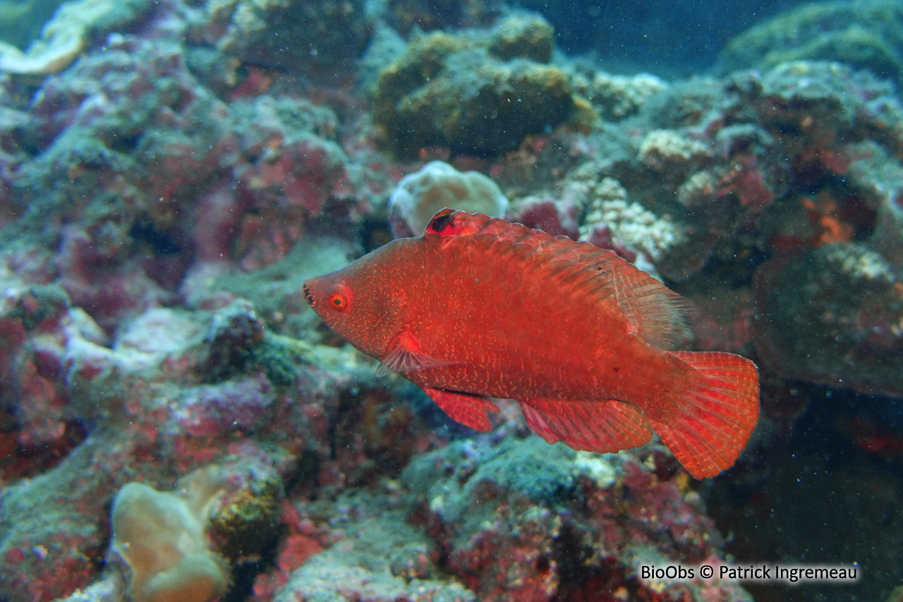 Labre prétentieux - Cheilinus oxycephalus - Patrick Ingremeau - BioObs