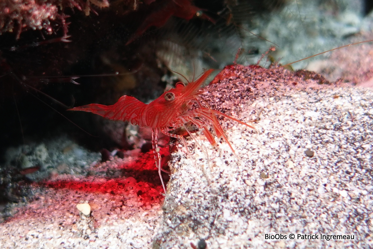 Crevette à bec articulé - Rhynchocinetes conspiciocellus - Patrick Ingremeau - BioObs