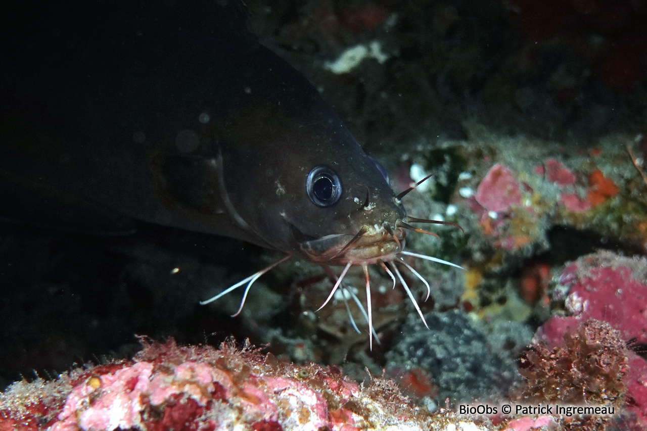 Brotule barbue - Brotula multibarbata - Patrick Ingremeau - BioObs