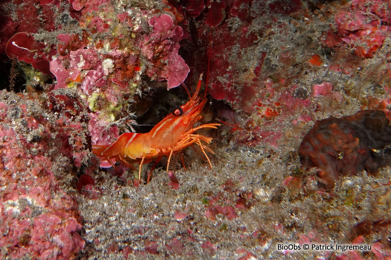 Crevette danseuse de l'océan Indien - Cinetorhynchus concolor - Patrick Ingremeau - BioObs