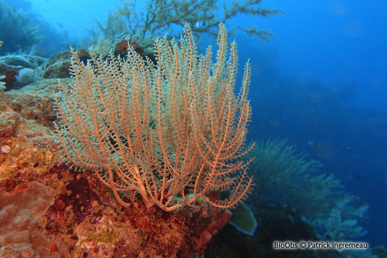 Coelogorgia palmita - Coelogorgia palmita - Patrick Ingremeau - BioObs