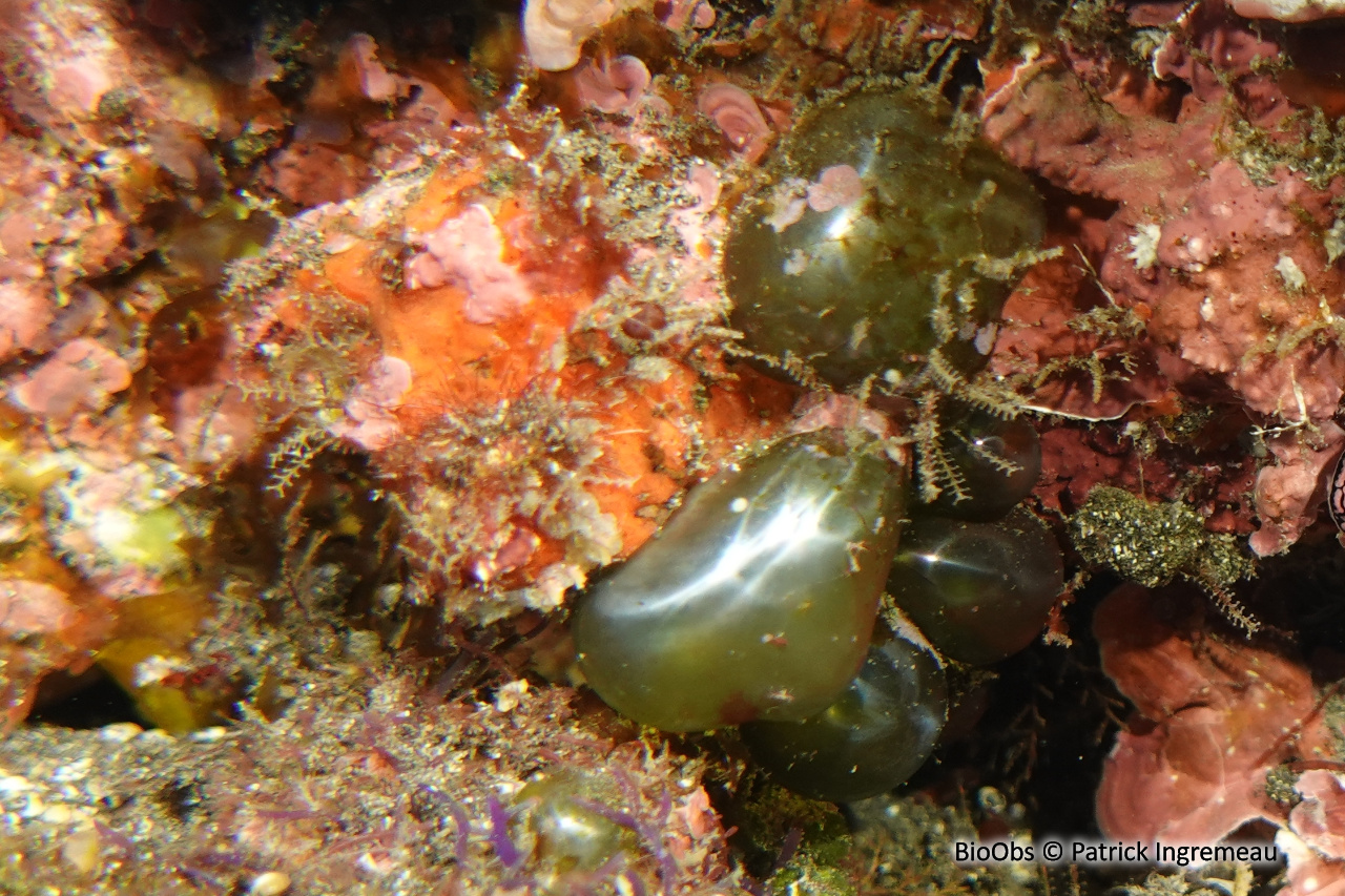 Valonie tubuleuse - Valonia utricularis - Patrick Ingremeau - BioObs