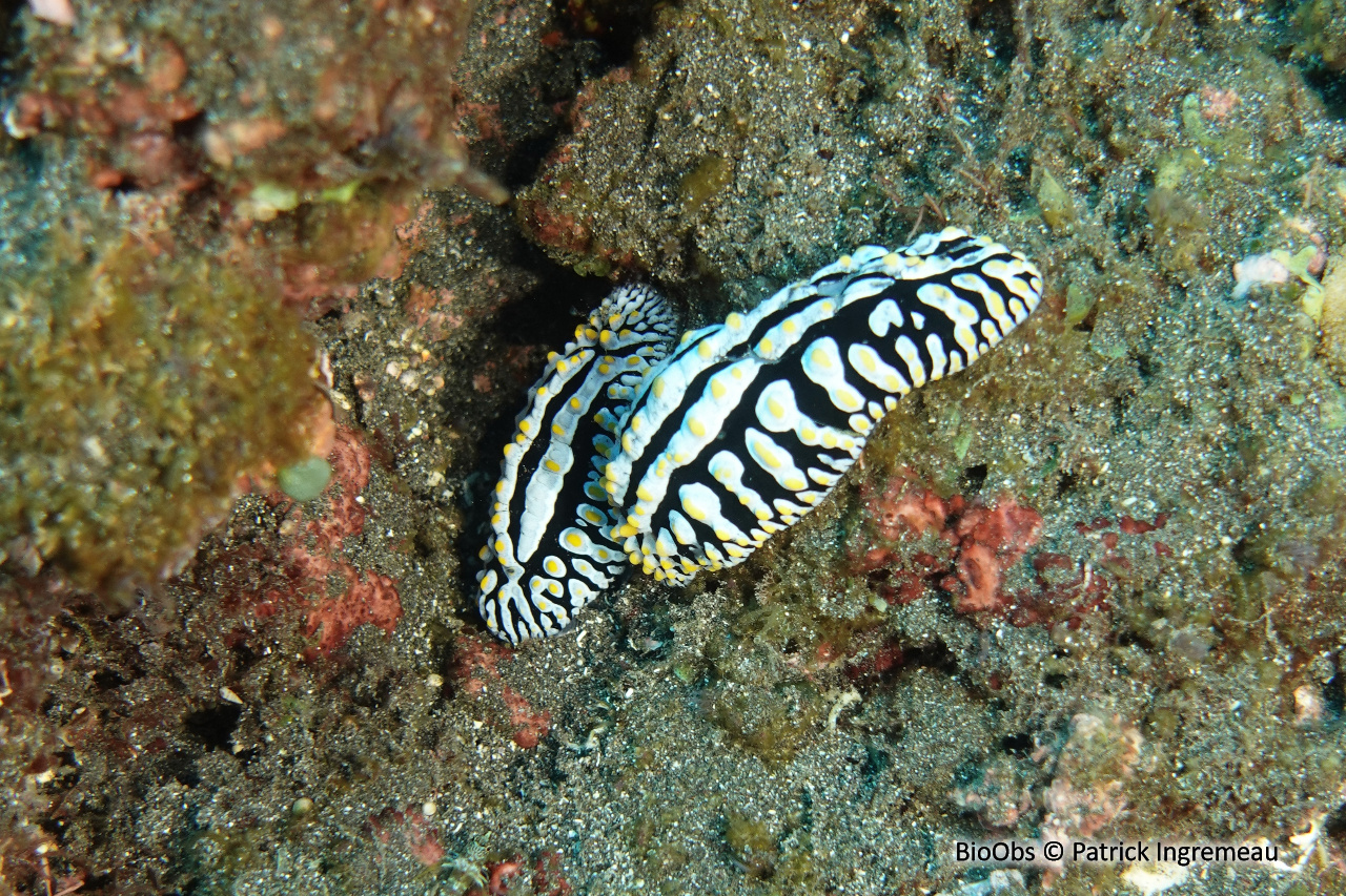 Phyllidie verruqueuse - Phyllidia varicosa - Patrick Ingremeau - BioObs