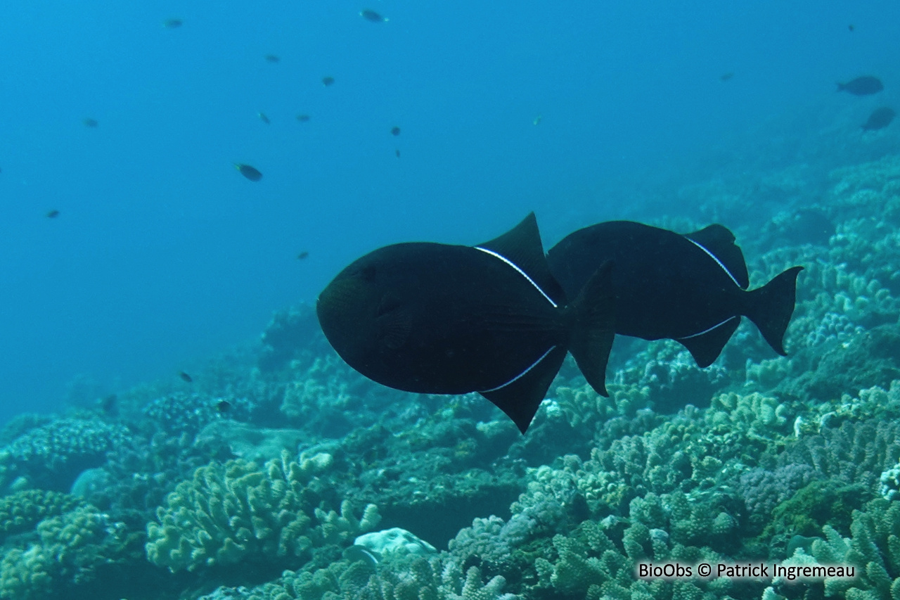 Baliste noir - Melichthys niger - Patrick Ingremeau - BioObs