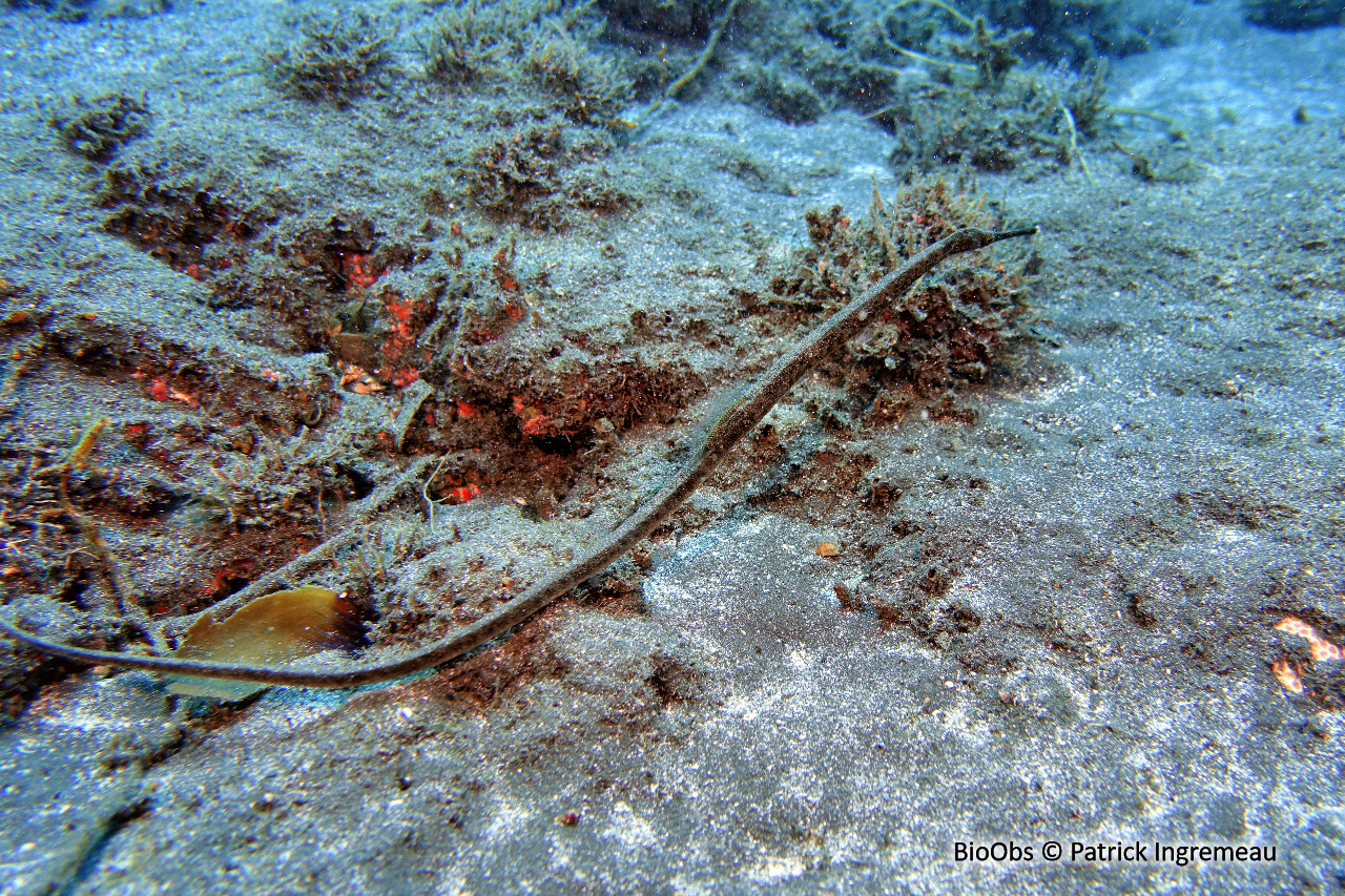 Syngnathe à deux points - Trachyrhamphus bicoarctatus - Patrick Ingremeau - BioObs