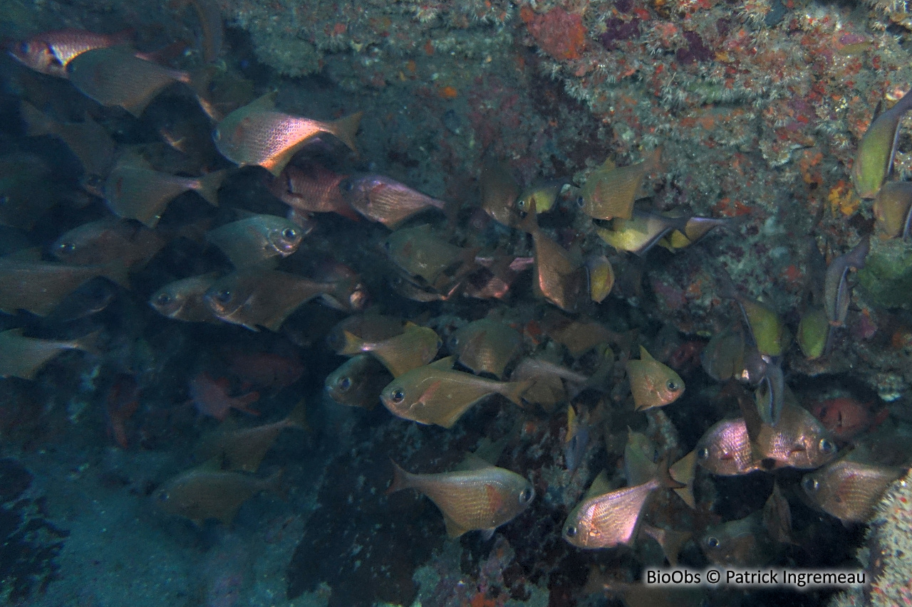 Poisson-hachette à bordures noires - Pempheris nesogallica - Patrick Ingremeau - BioObs