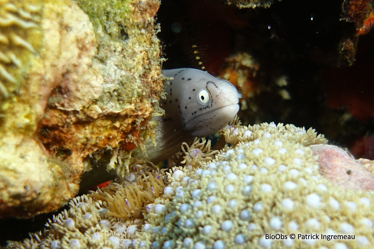 Murène tatouée - Gymnothorax griseus - Patrick Ingremeau - BioObs