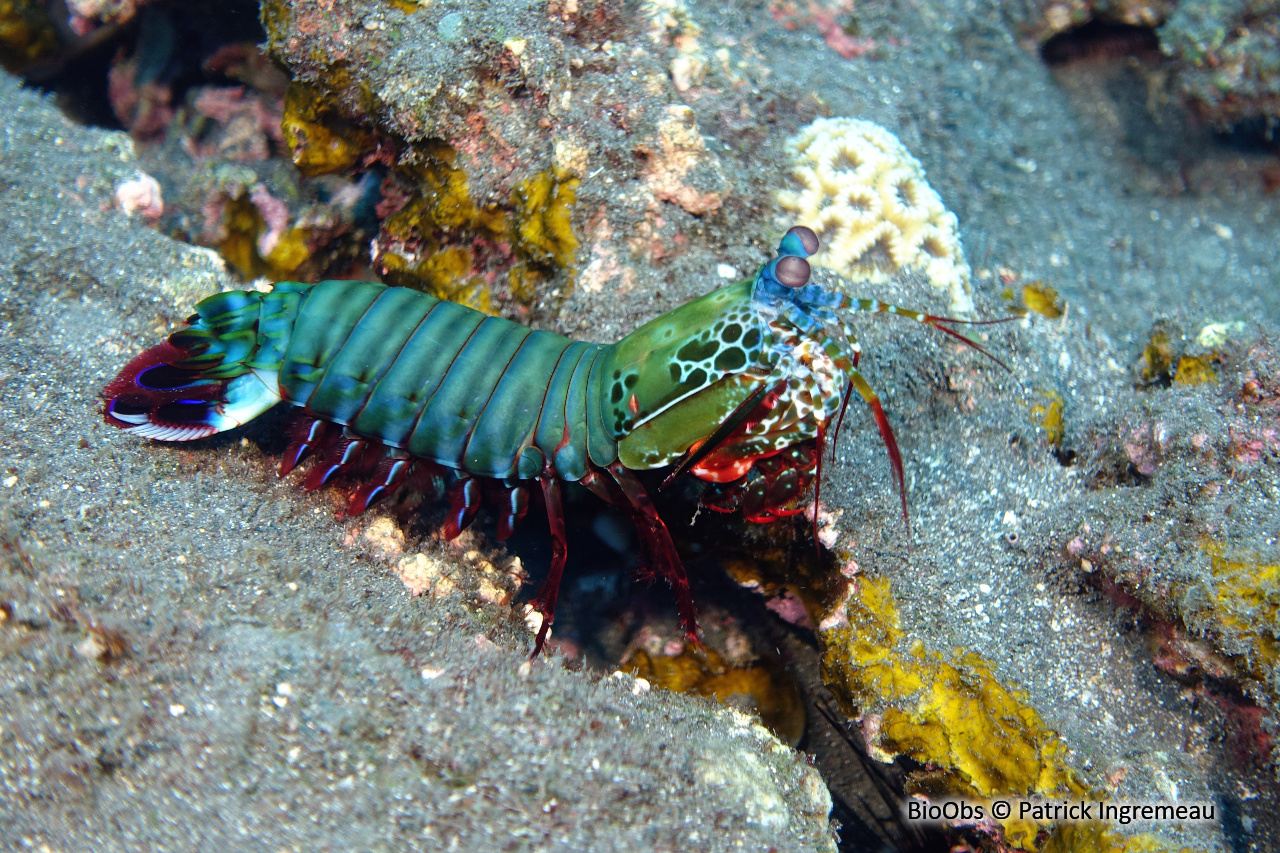 Mante de mer paon - Odontodactylus scyllarus - Patrick Ingremeau - BioObs