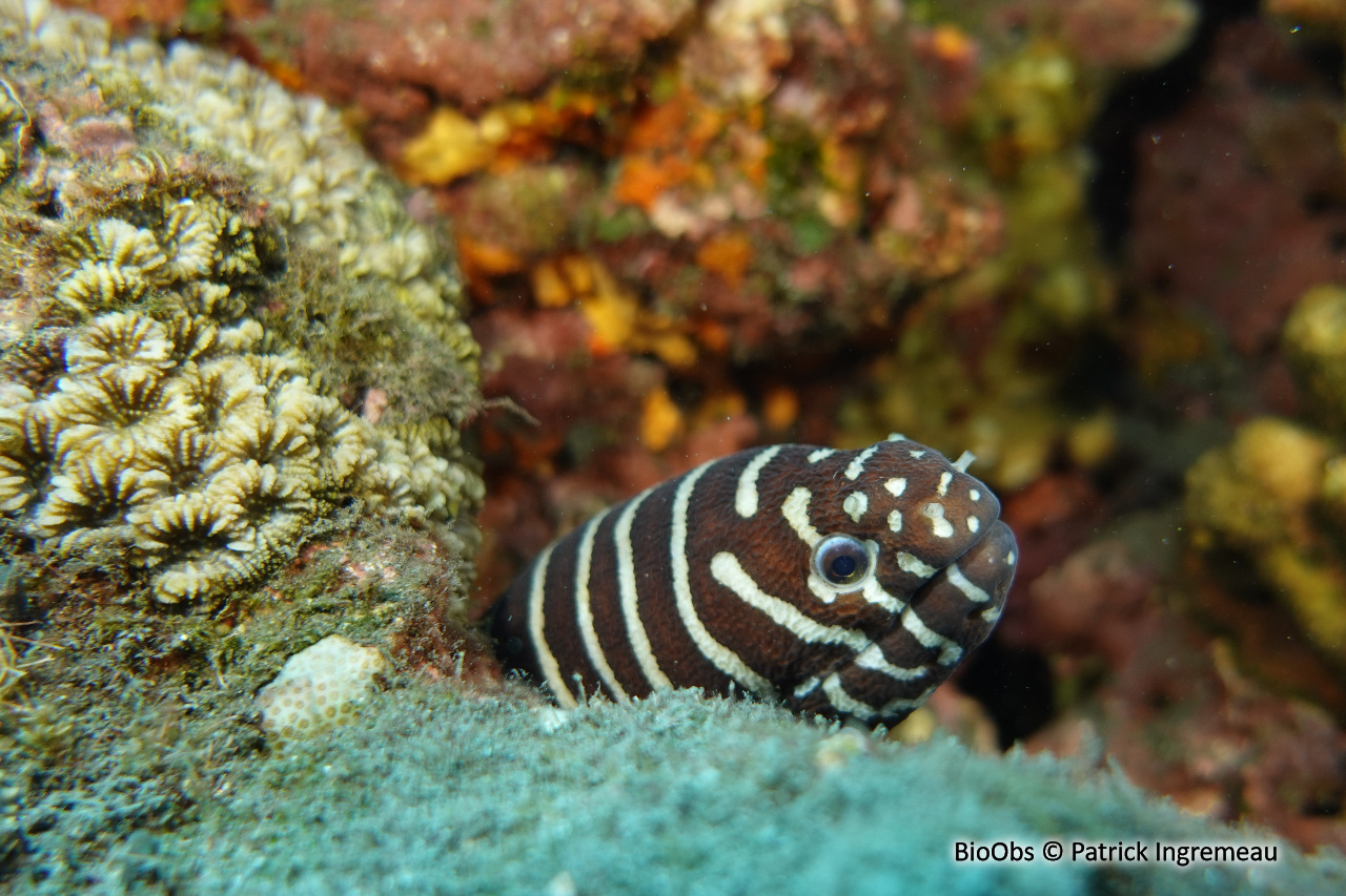 Murène-zèbre - Gymnomuraena zebra - Patrick Ingremeau - BioObs