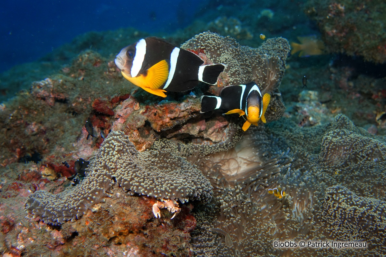 Poisson-clown de Maurice - Amphiprion chrysogaster - Patrick Ingremeau - BioObs