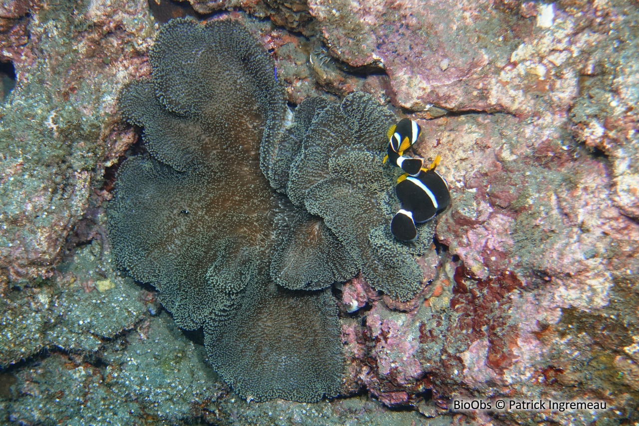Anémone de Mertens - Stichodactyla mertensii - Patrick Ingremeau - BioObs