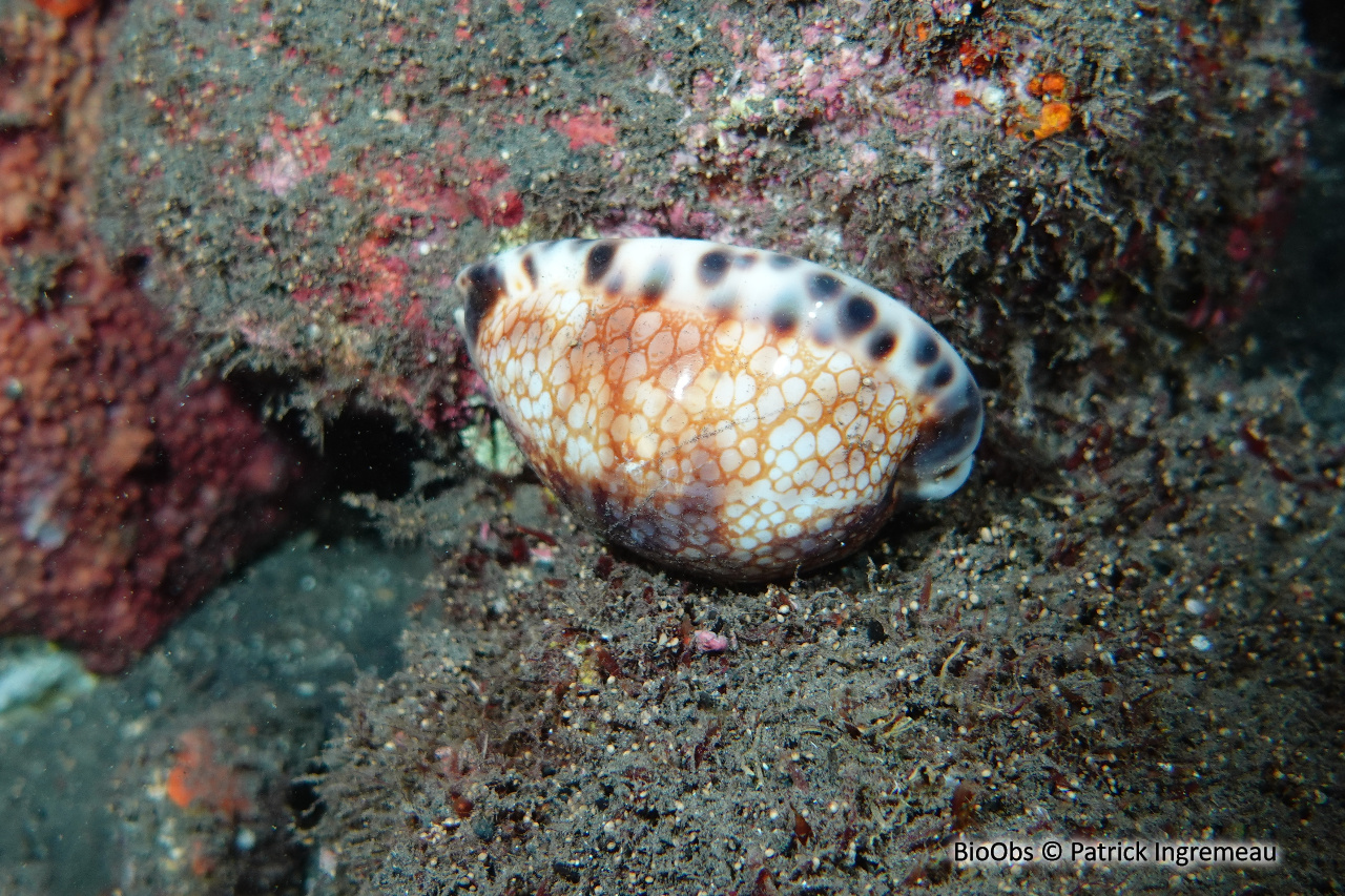 Porcelaine aplatie - Mauritia depressa - Patrick Ingremeau - BioObs