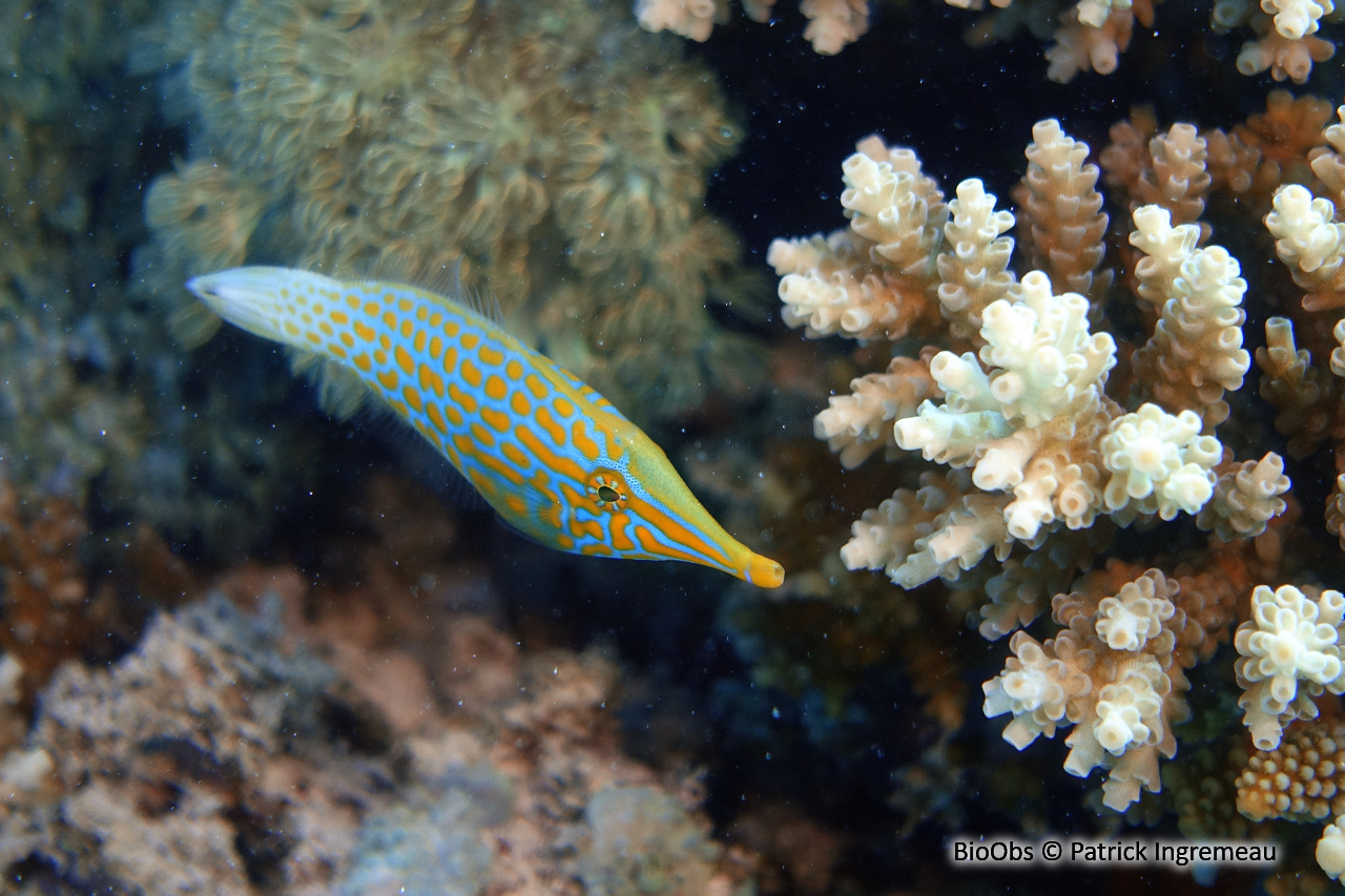 Poisson-lime à taches orange - Oxymonacanthus longirostris - Patrick Ingremeau - BioObs