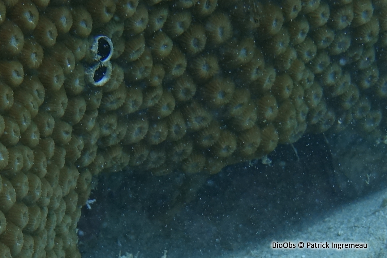 Corail rayonnant - Diploastrea heliopora - Patrick Ingremeau - BioObs