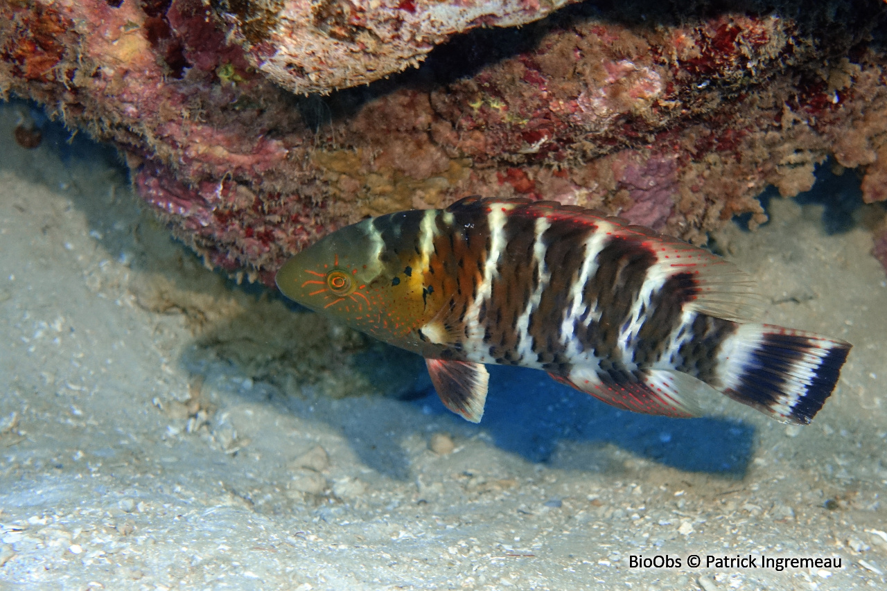 Vieille rayée - Cheilinus fasciatus - Patrick Ingremeau - BioObs