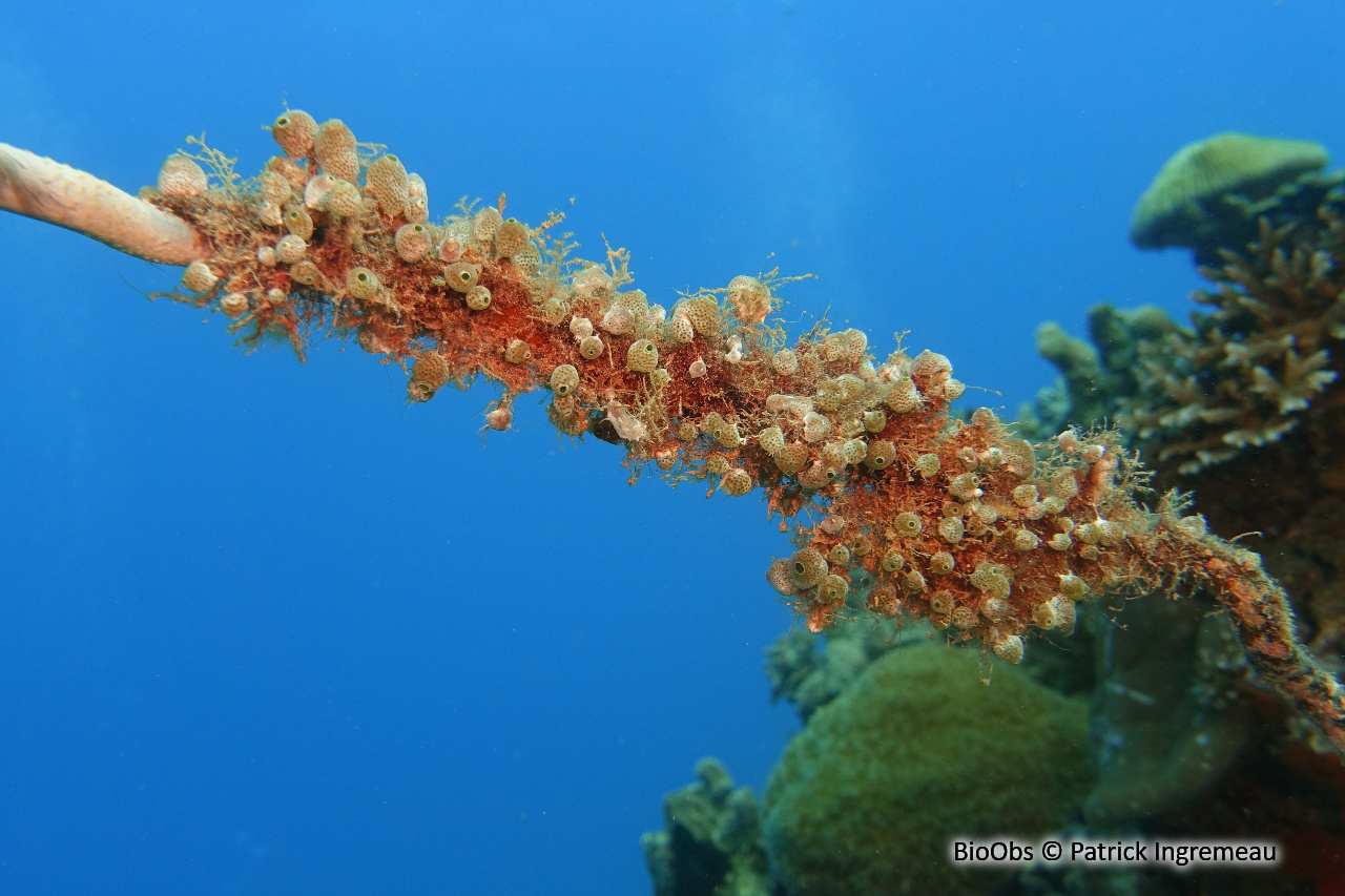 Synascidie pomme de pin - Atriolum robustum - Patrick Ingremeau - BioObs