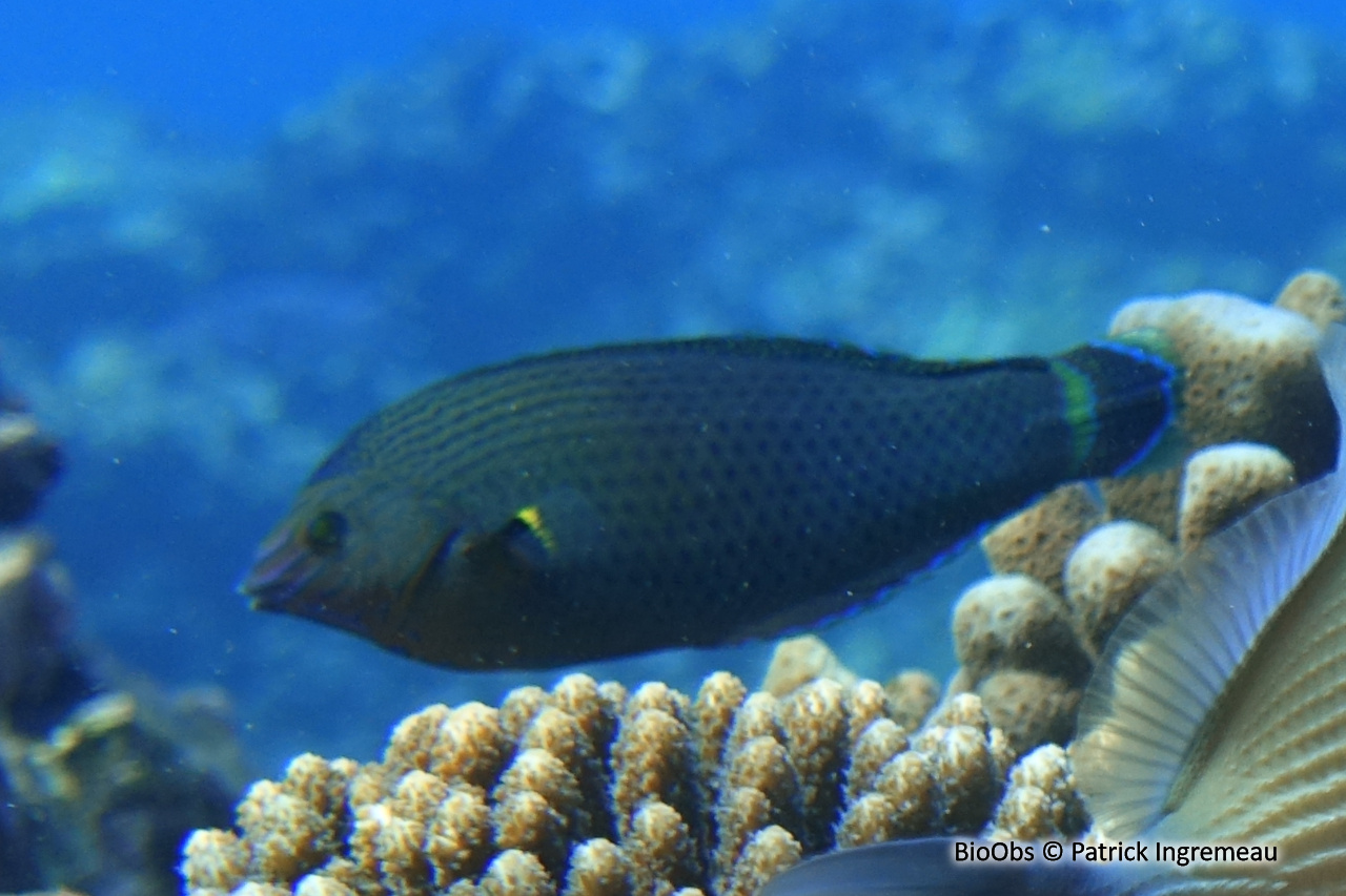 Labre bordé - Halichoeres marginatus - Patrick Ingremeau - BioObs