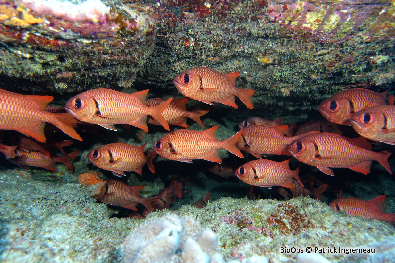 Poisson-soldat à oeillères - Myripristis murdjan - Patrick Ingremeau - BioObs