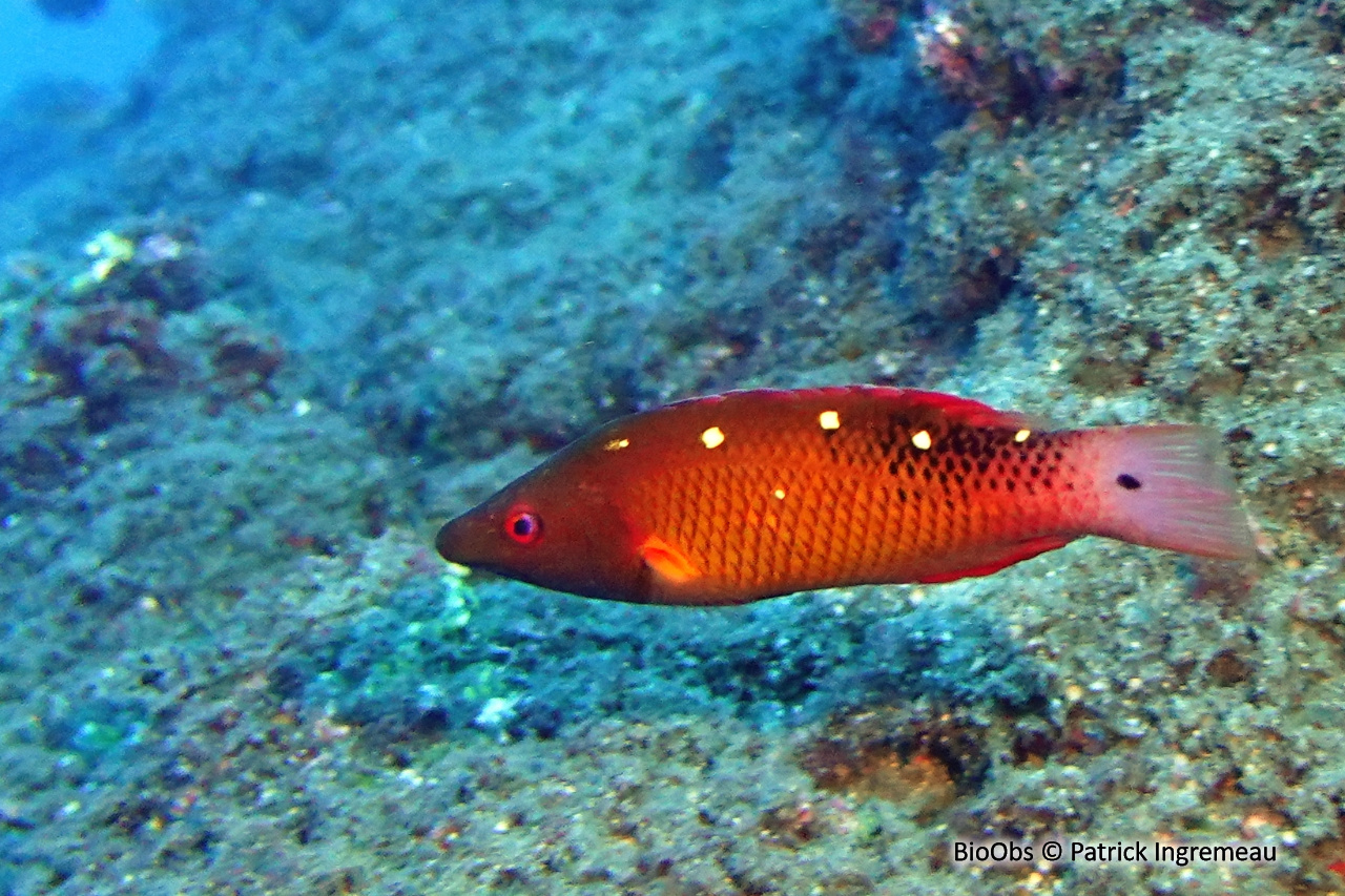 Labre diane - Bodianus diana - Patrick Ingremeau - BioObs