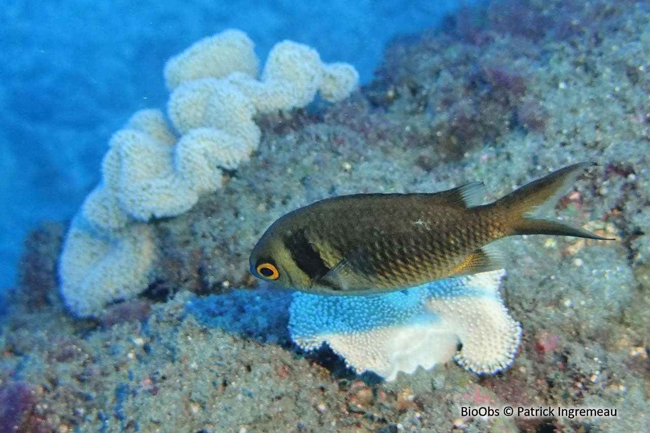 Chromis double barre des Mascareignes - Chromis torquata - Patrick Ingremeau - BioObs