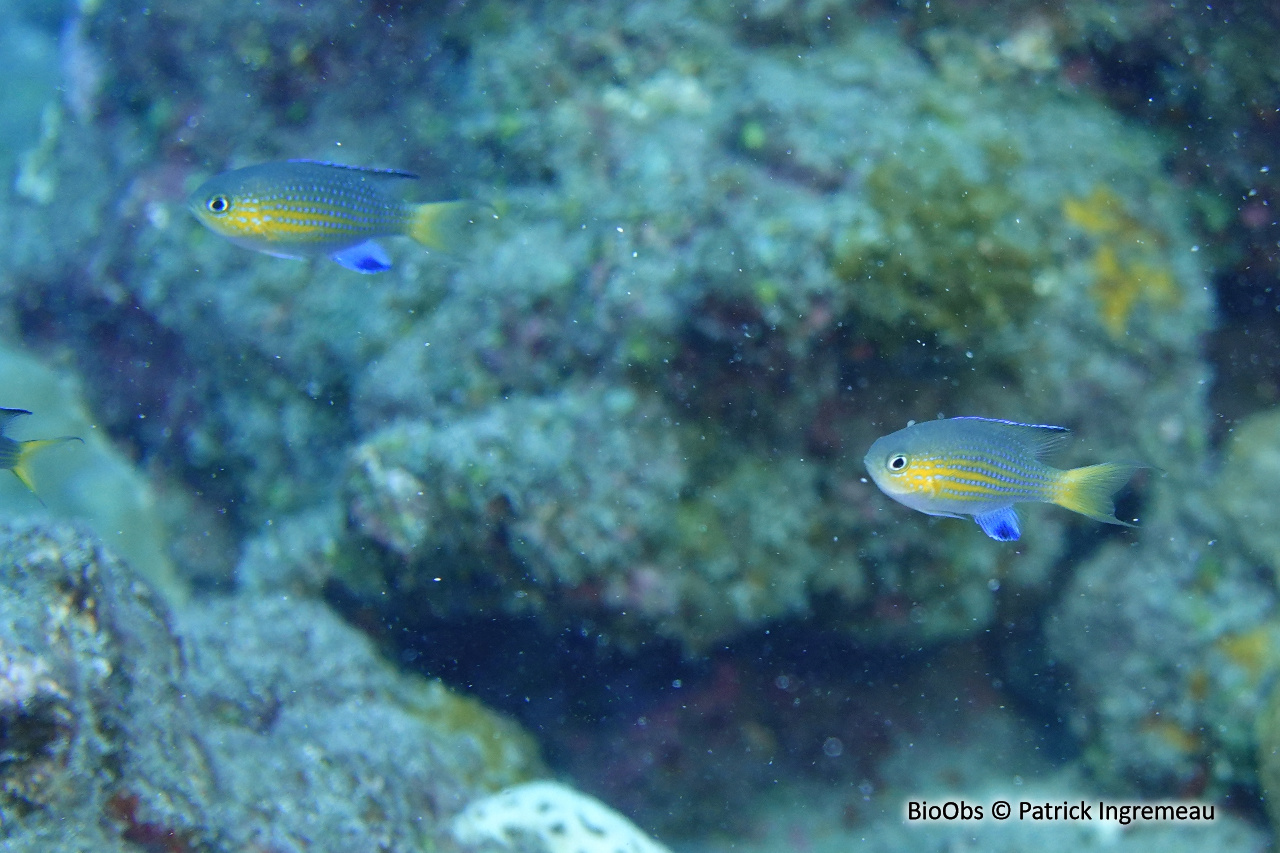 Chromis à queue noire - Pycnochromis nigrurus - Patrick Ingremeau - BioObs