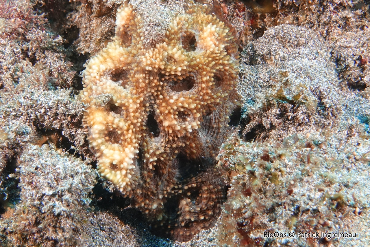 Acanthastrea (genre) - Acanthastrea sp - Patrick Ingremeau - BioObs