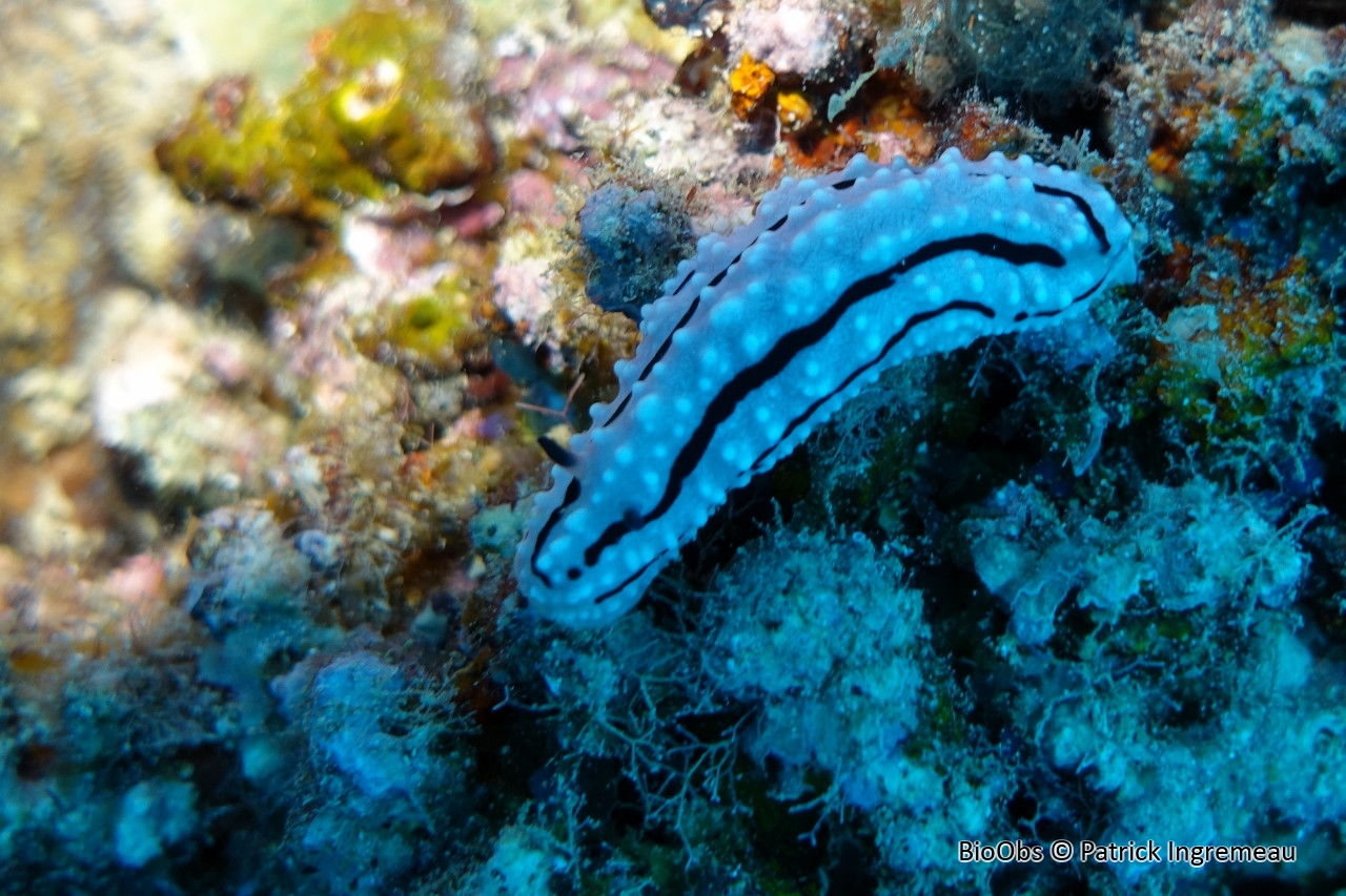 Phyllidie de Rudman - Phyllidiella rudmani - Patrick Ingremeau - BioObs