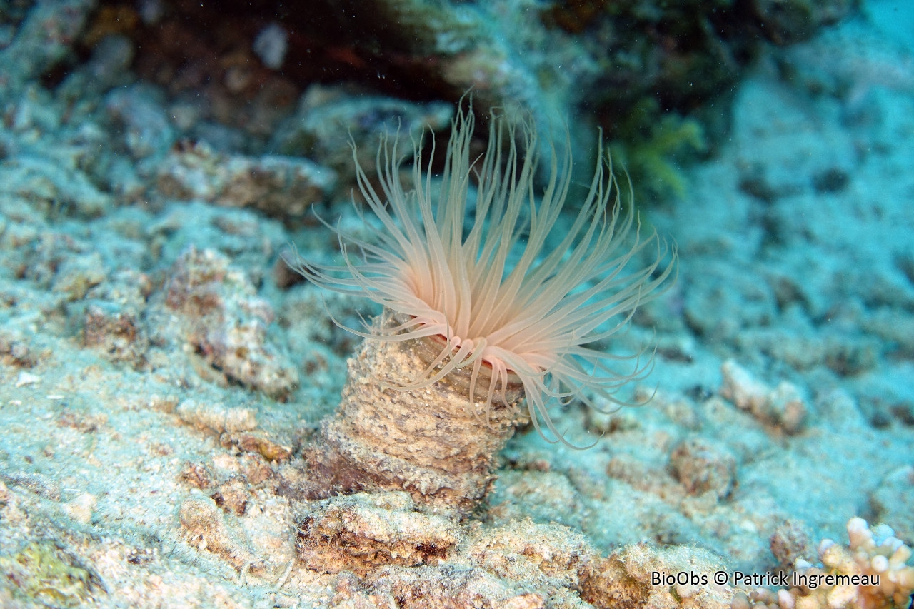 Cérianthes (famille) - Cérianthidae - Patrick Ingremeau - BioObs