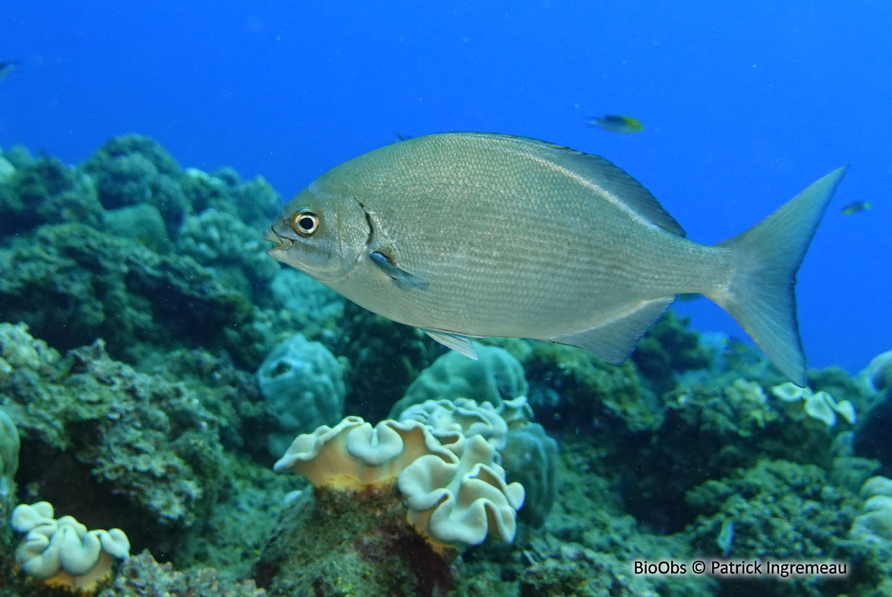 Saupe grise à lignes jaunes - Kyphosus vaigiensis - Patrick Ingremeau - BioObs