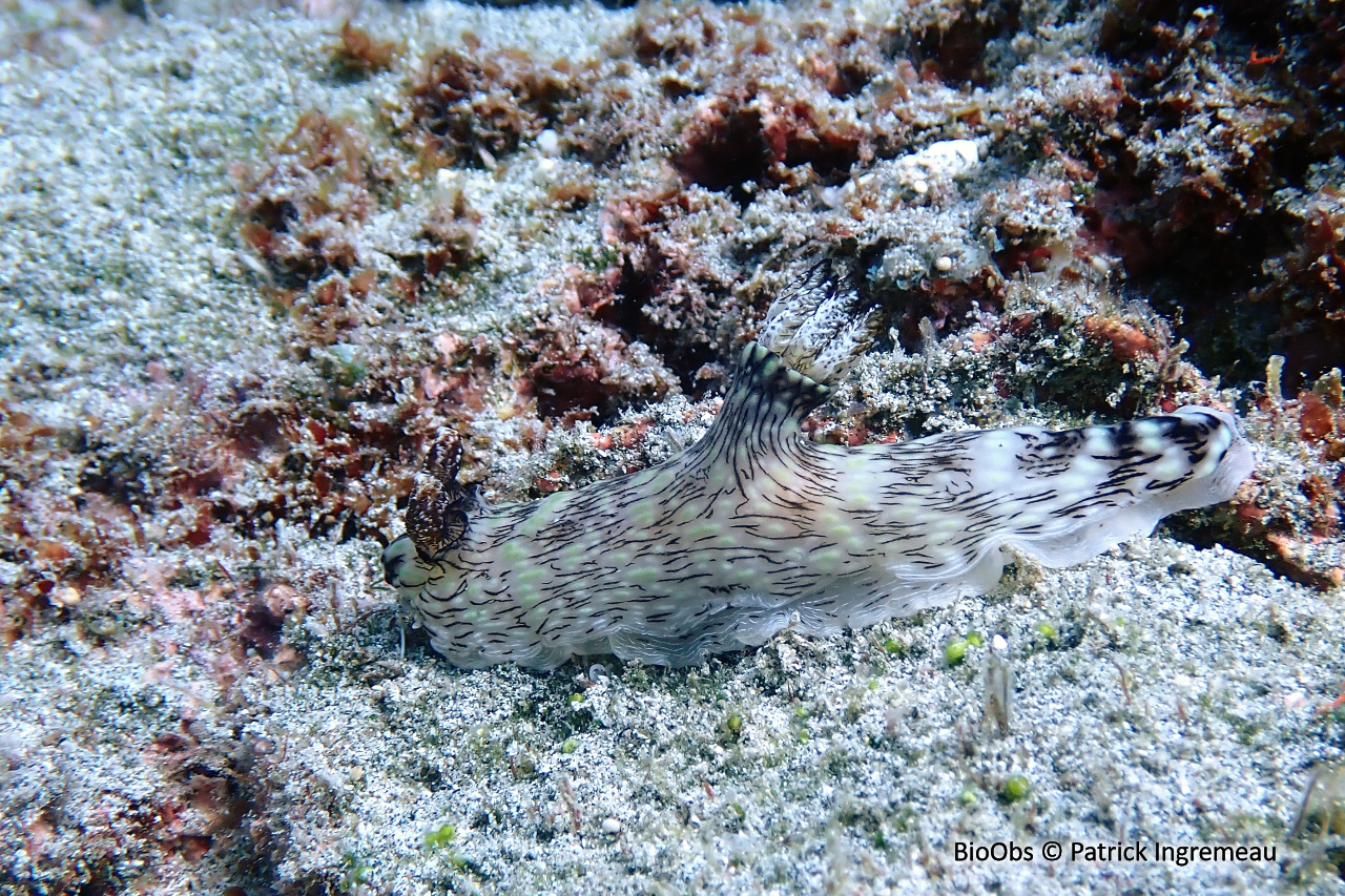 Kentrodoris veineux - Jorunna rubescens - Patrick Ingremeau - BioObs