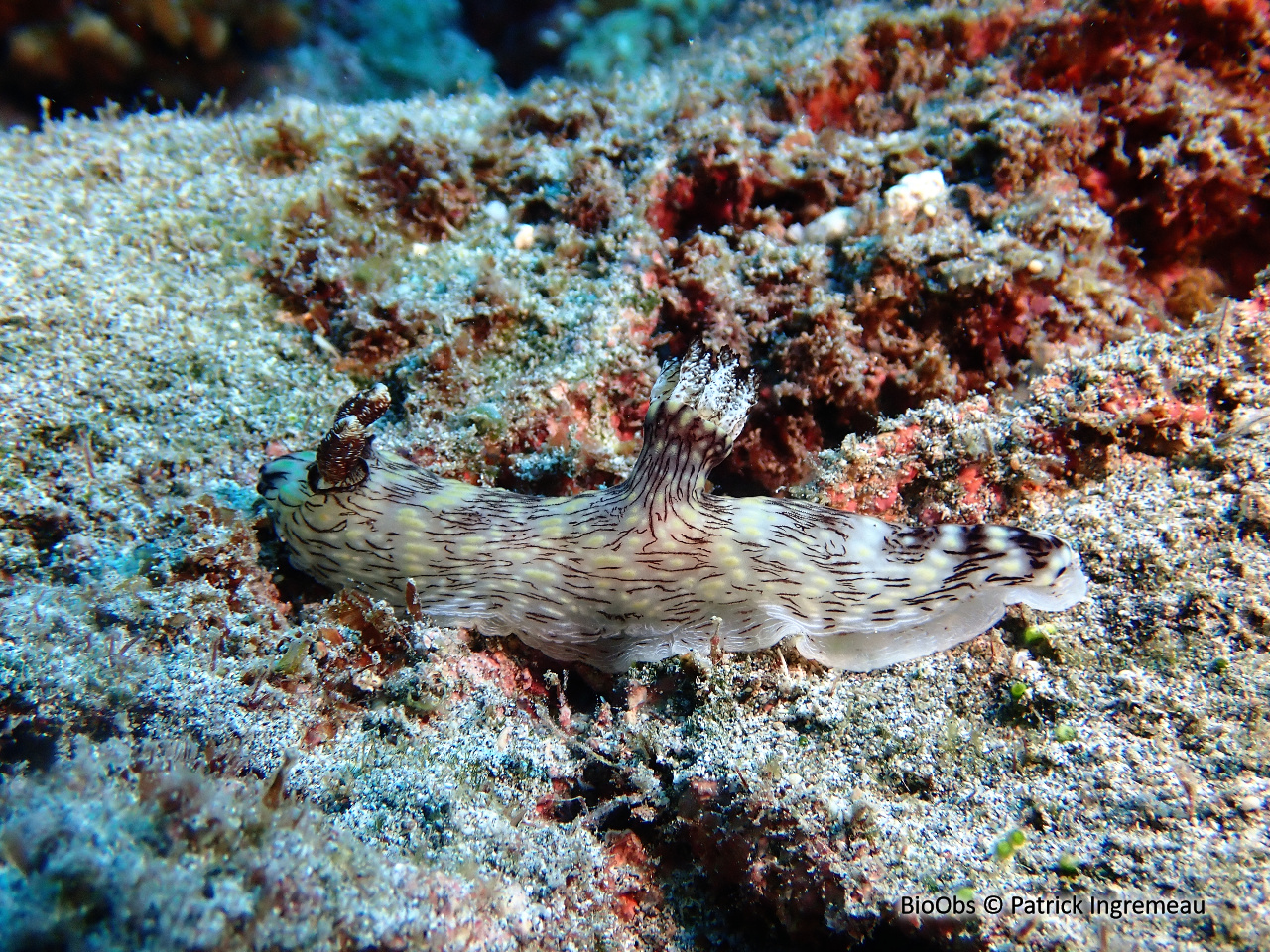 Kentrodoris veineux - Jorunna rubescens - Patrick Ingremeau - BioObs