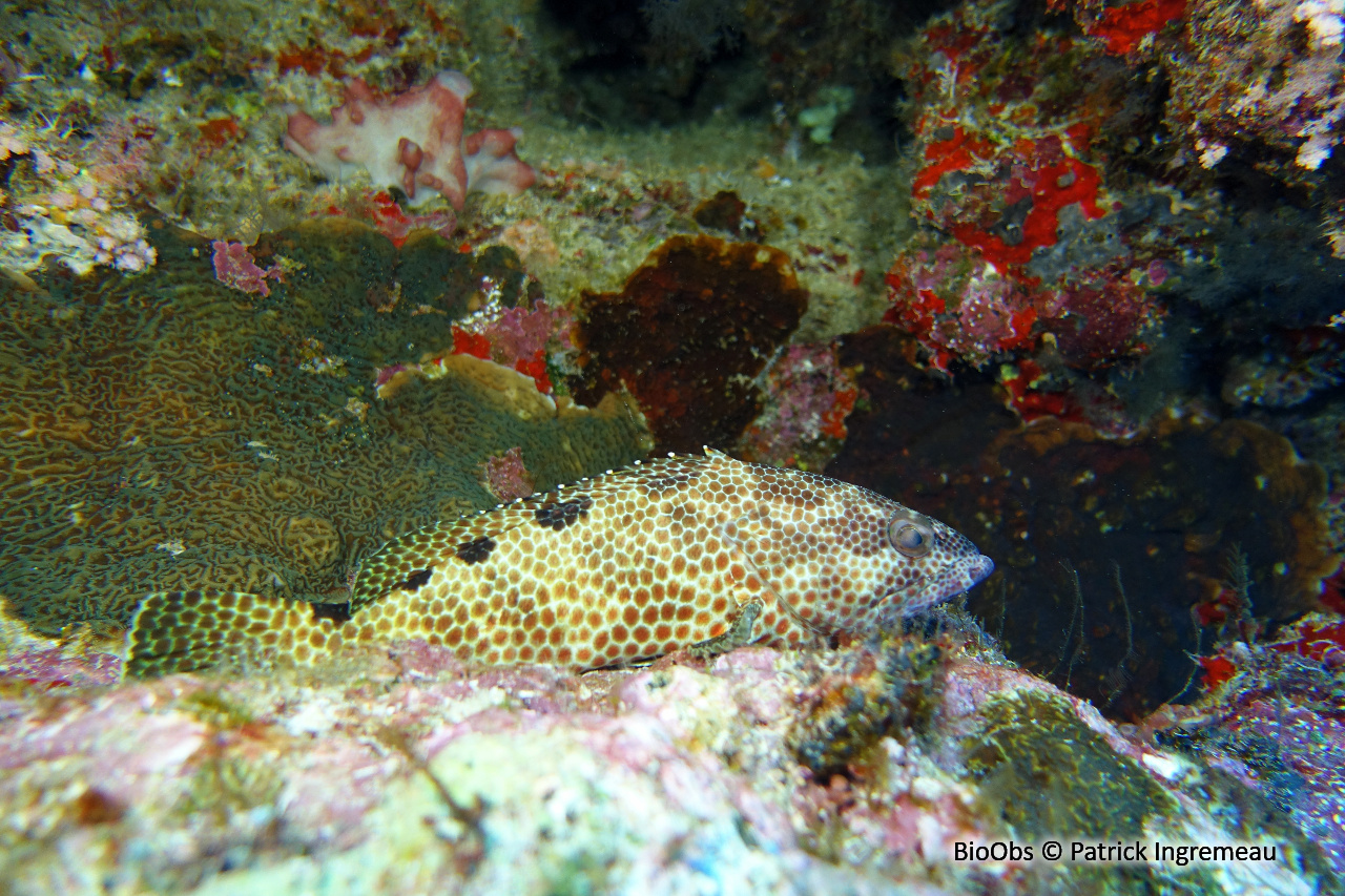 Mérou quatre selles - Epinephelus spilotoceps - Patrick Ingremeau - BioObs