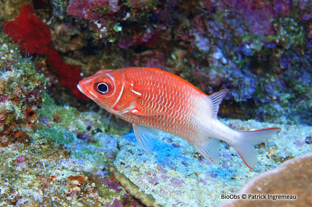 Poisson-écureuil à queue blanche - Sargocentron caudimaculatum - Patrick Ingremeau - BioObs