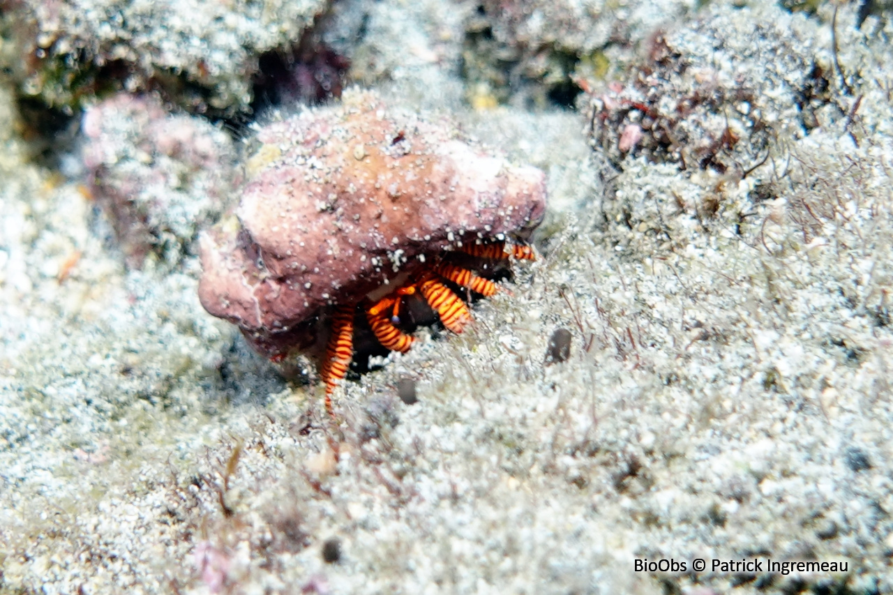 Bernard l'ermite à chaussettes annelées - Ciliopagurus strigatus - Patrick Ingremeau - BioObs